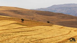 yellow and dry wheat fields in July and august in Alamut valley