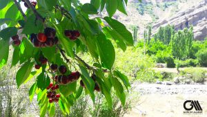 the photo shows some cherries on the tree with a background to the mountains. 