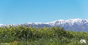 the photo shows a view of Alborz with a lot of flowers and snow-caped mountains.